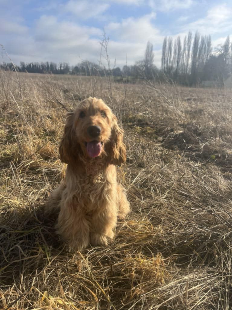 V prada (Sans Affixe)