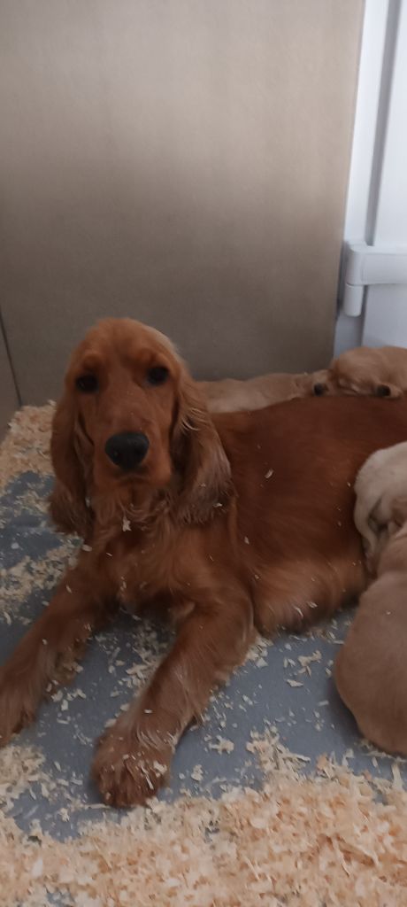 U chanel (Sans Affixe)