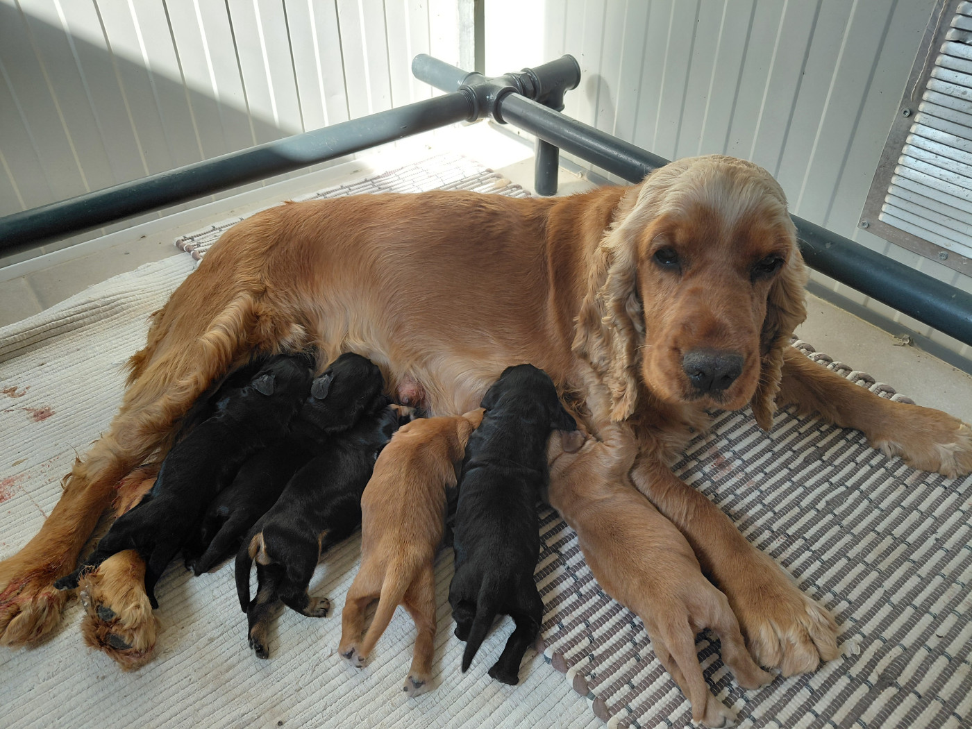 Gil Martins Goncalves - Cocker Spaniel Anglais - Portée née le 13/06/2026