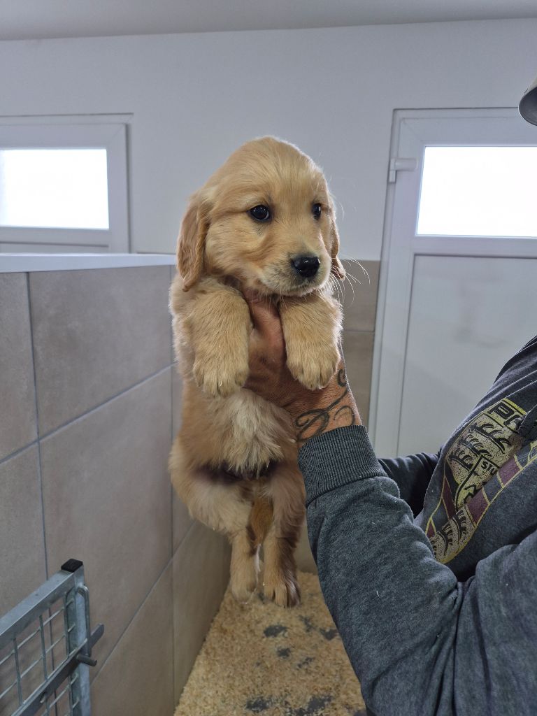 Gil Martins Goncalves - Chiots disponibles - Golden Retriever